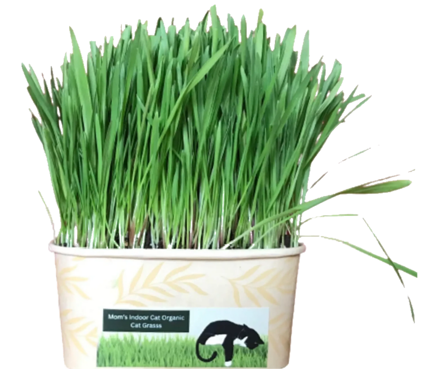 Cat Grass Bowl