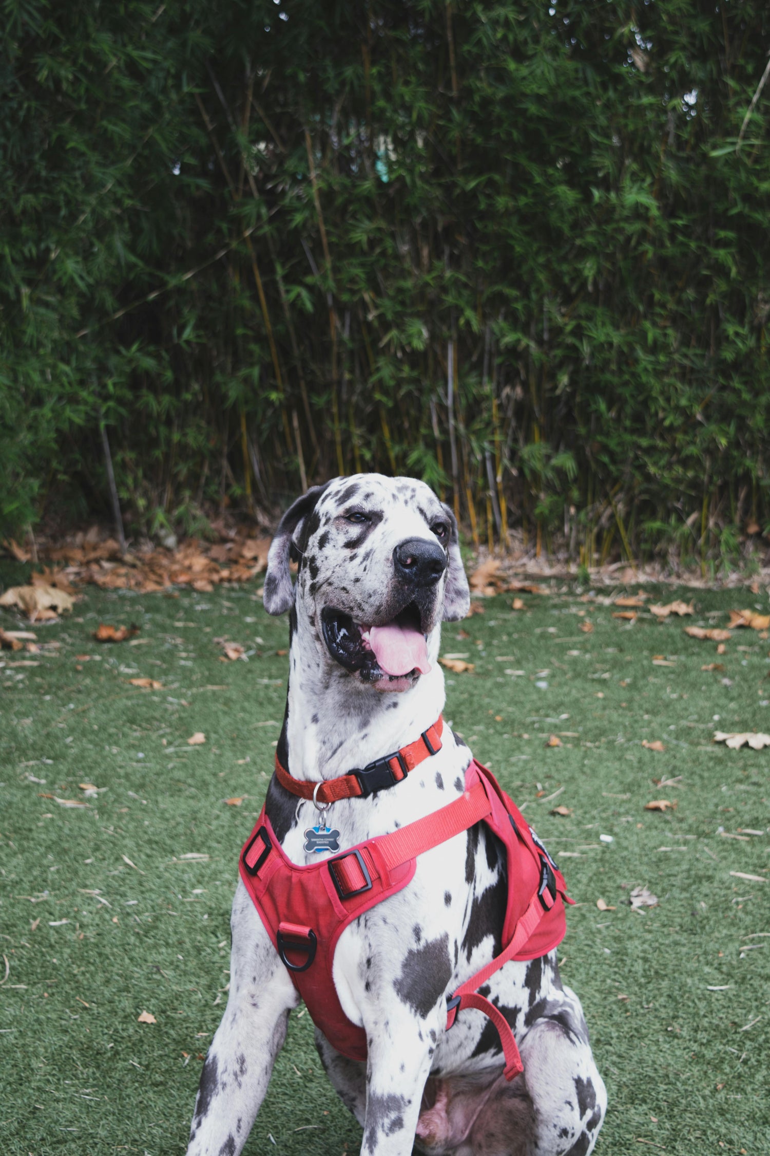 Big Dog Essentials