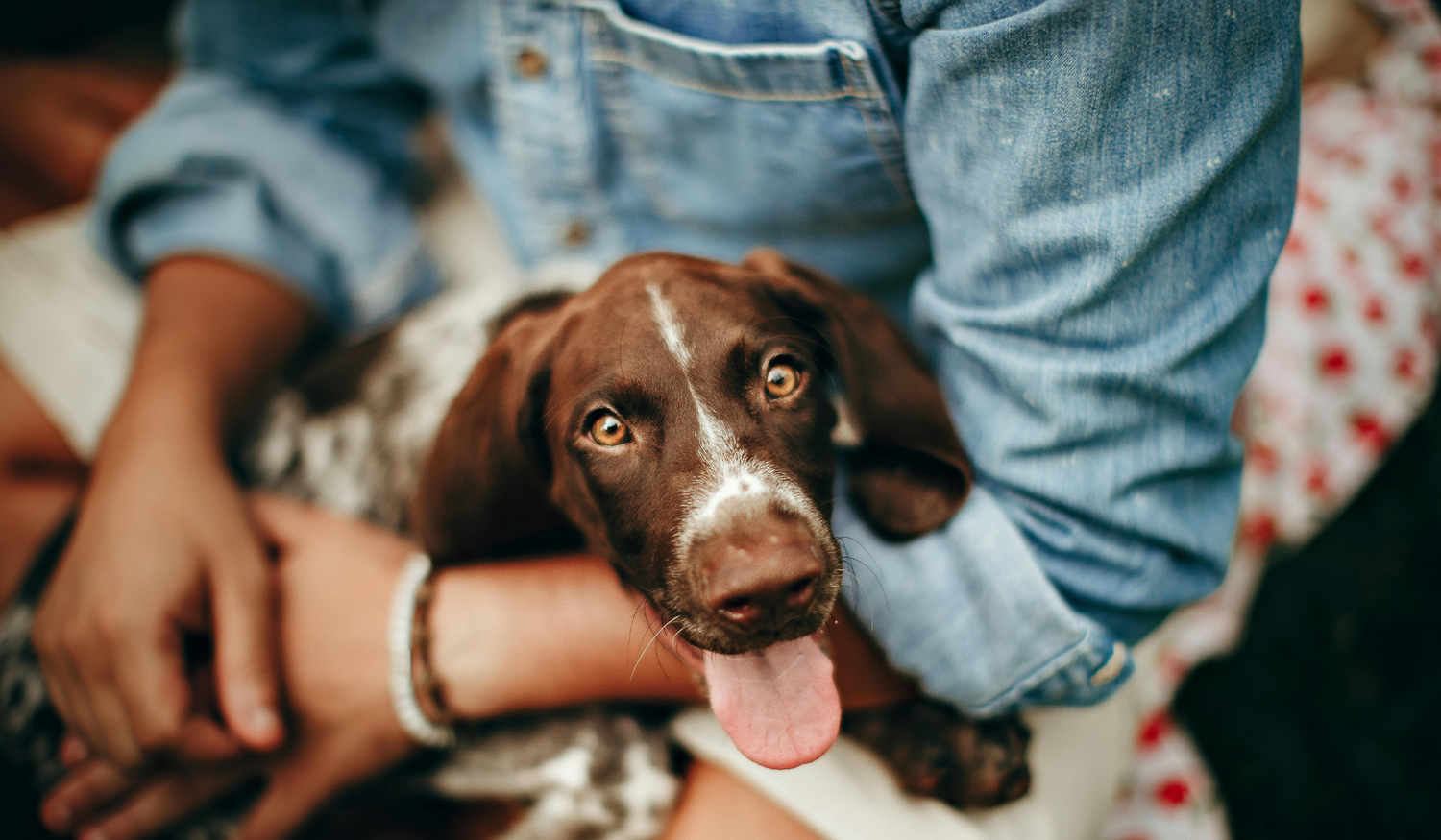 Travel with Your Pet