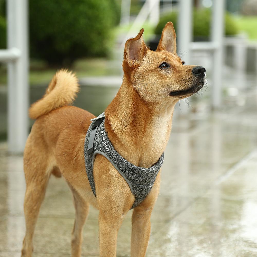 Pro Dog Harness