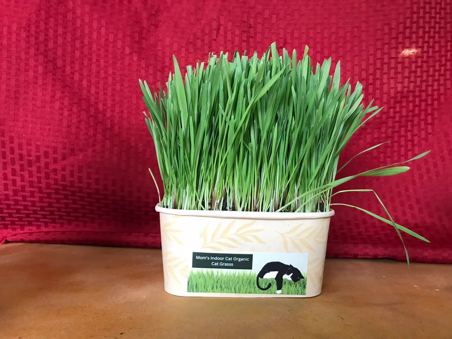 Cat Grass Bowl