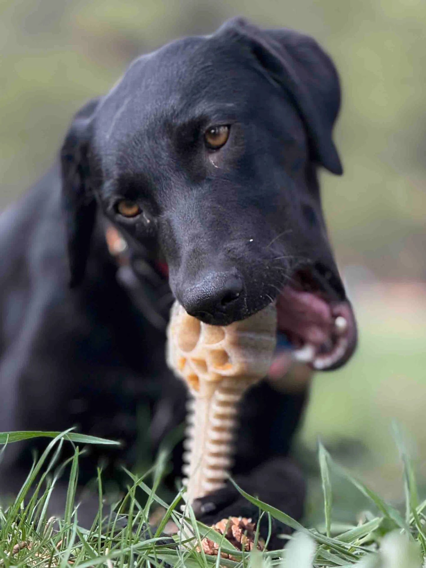 Honey Bone Dental Flower Tower - Indestructible Nylon Dog Chew Toy